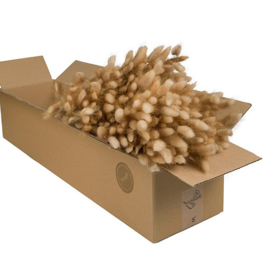 Uni Droogbloemen | Lagurus Natural