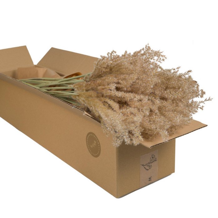 Uni Droogbloemen | Miscanthus (5 stuks)