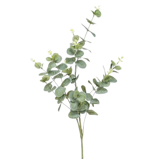 Eucalyptus kunsttak - Zivē